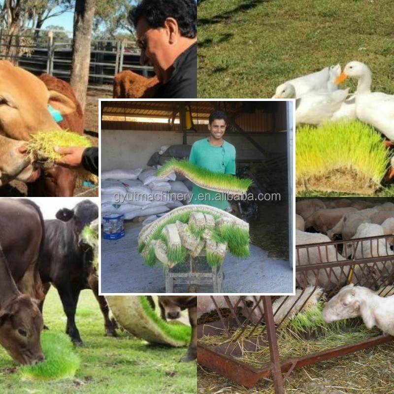 40HQ Contenedor Invernadero Agricultura Automatizado Sala de máquinas de brotes para tiendas de ropa