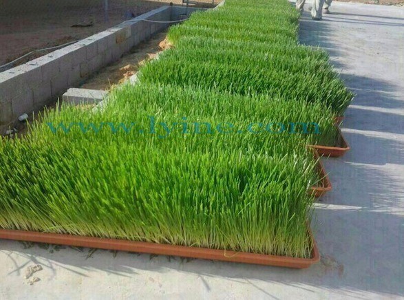 2024 Publicidad C Máquinas cosechadoras para cosechar productos acuapónicos